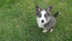 Cachorro Border Collie