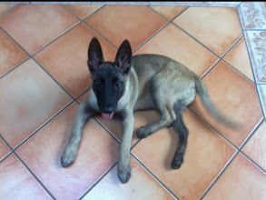 cachorro Pastor Belga Malinois